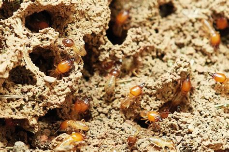 Termite control carencro  Termites are found all around the world and there are more than 2,000 species